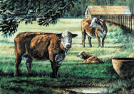 Louisiana Herefords