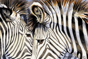 Zebra Stripes
